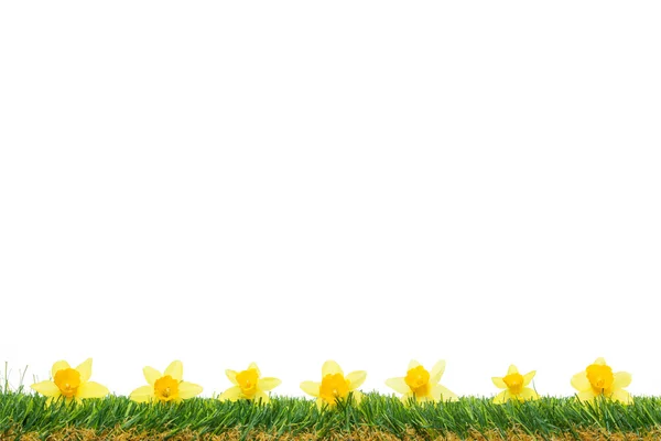 Весенние границы - Нарциссы на траве — стоковое фото