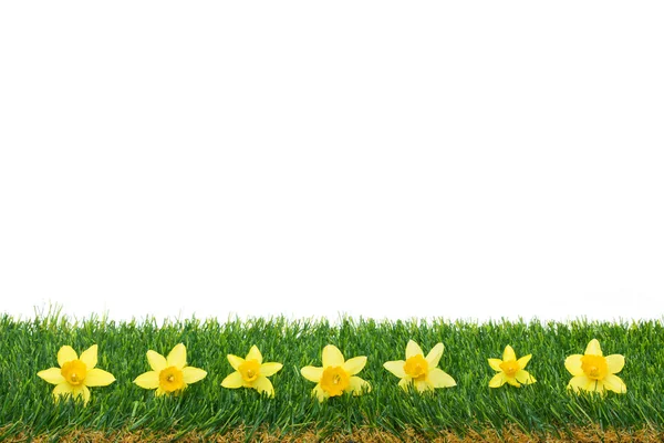 Spring Borders - Daffodils on Grass — Stock Photo, Image