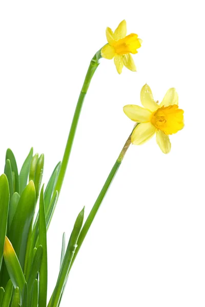 Žluté narcisy, closeup, izolované — Stock fotografie