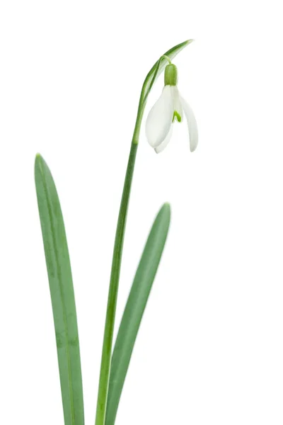 Enkele geïsoleerde snowdrop — Stockfoto