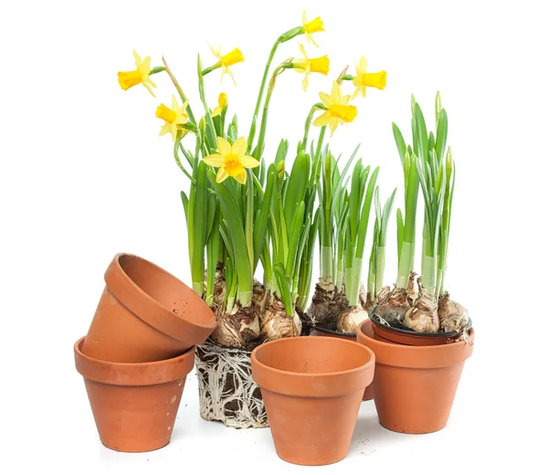 Flores da Primavera - Daffodils e vasos vegetais — Fotografia de Stock