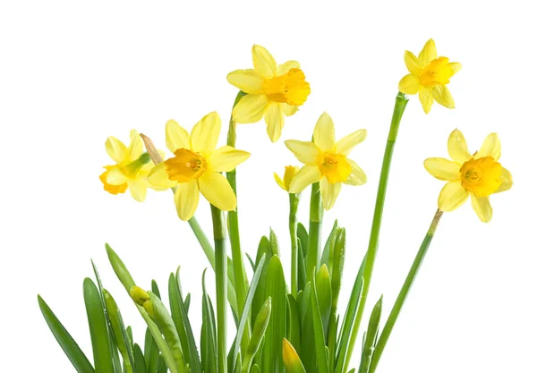 Fiori primaverili narcisi isolati — Foto Stock