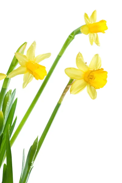 Narcisos amarillos, primeros planos, aislados —  Fotos de Stock