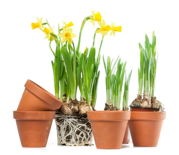 Frühlingsblumen - Narzissen und Pflanztöpfe — Stockfoto