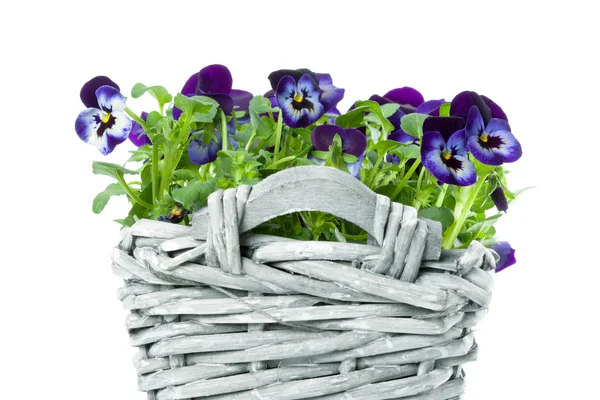 Sweet Pansies in Plait Basket -Shallow DOF — Stock Photo, Image