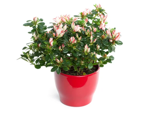 Azalea in vaso isolata su fondo bianco — Foto Stock