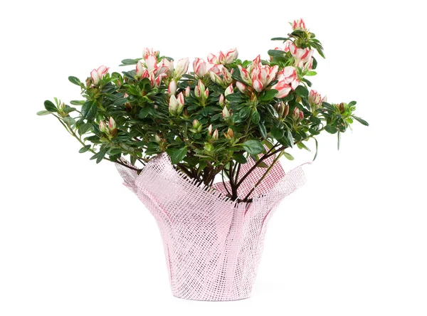 Azalea in vaso isolata su fondo bianco — Foto Stock