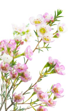 tatlı waxflowers üzerinde beyaz izole