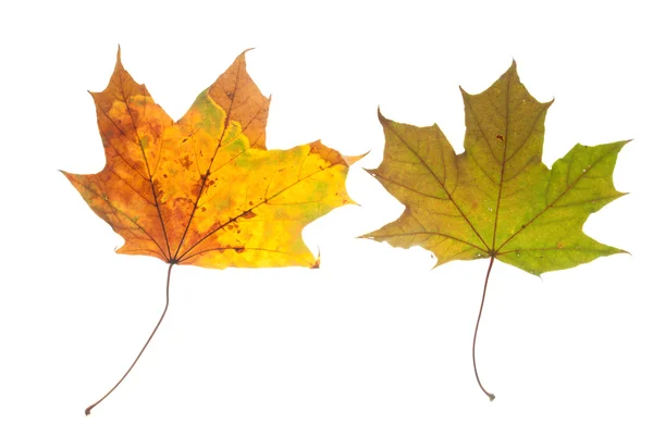 Цветные листья каштана осенью — стоковое фото