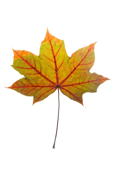 Цветные листья каштана осенью — стоковое фото