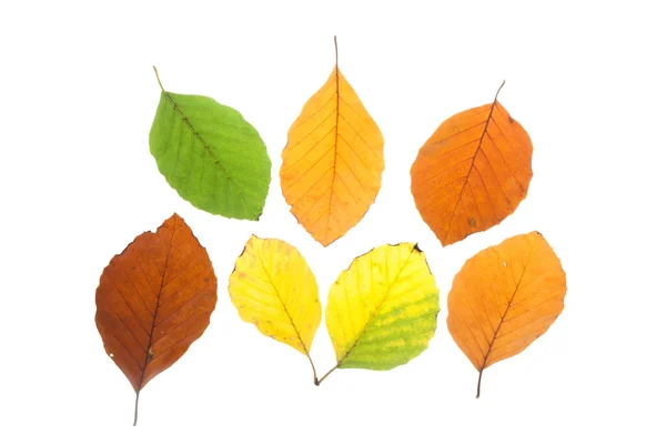 Набор листьев бука в разных осенних цветах — стоковое фото