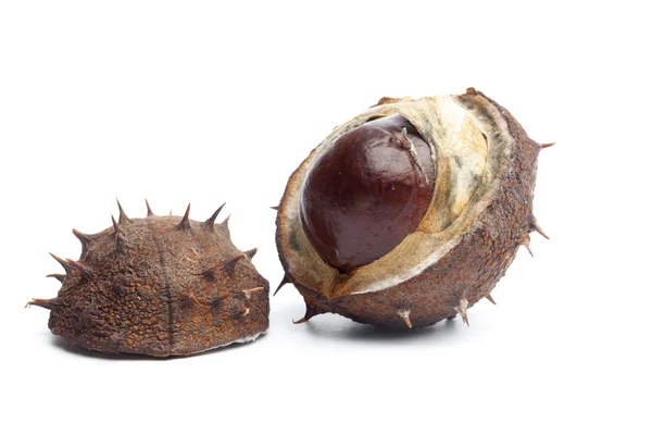 Conker or horse chestnut in capsule — Stock Photo, Image