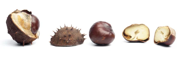 Conkers or horse chestnuts in capsule — Stock Photo, Image