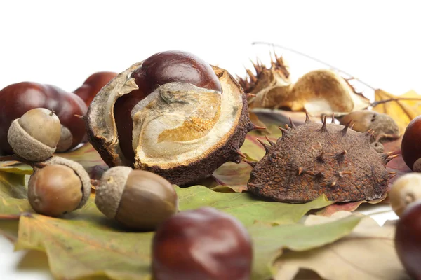 Horse chestnuts, conkers, acorn, autumn leaves — Stock Photo, Image