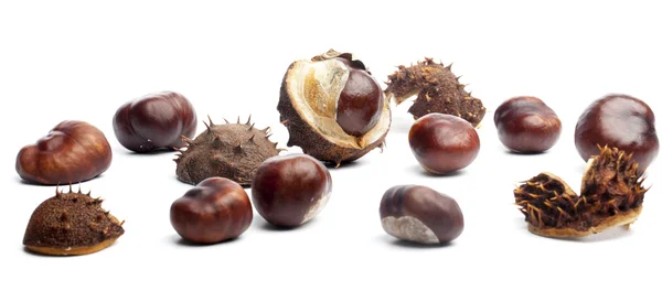 Conkers or horse chestnuts in capsule — Stock Photo, Image