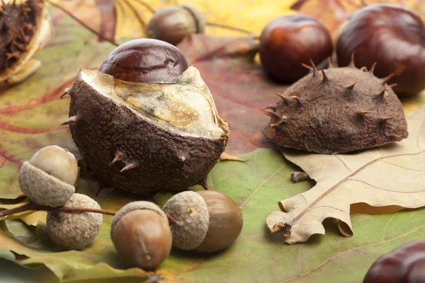 Chestnut, conker, acorns autumn background — Stock Photo, Image
