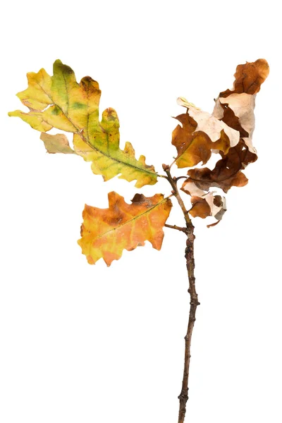 Осень - желудь листьев - изолированные на белом - вертикальные — стоковое фото