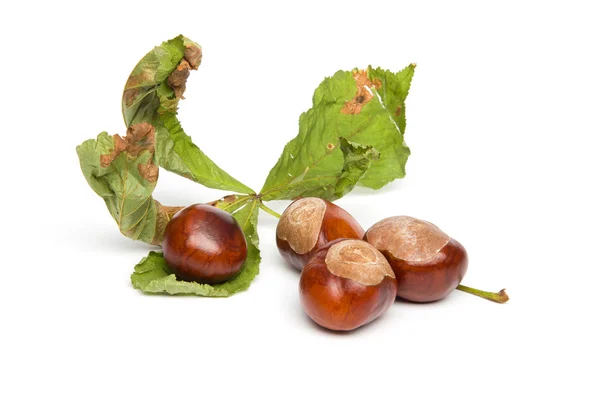 Autumn - Chestnuts - Still-Life with Leaves, on White Background — Stock Photo, Image