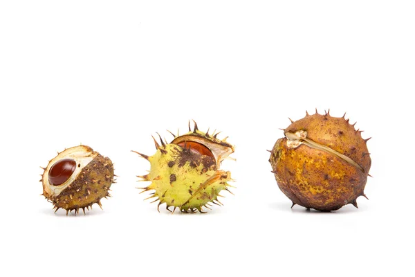 Autumn - Three Chestnuts with Hull, on White Background — Stock Photo, Image