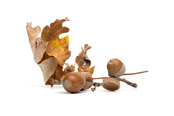 Осень - Желуди - Натюрморт с листьями - изолированы на белой спине — стоковое фото