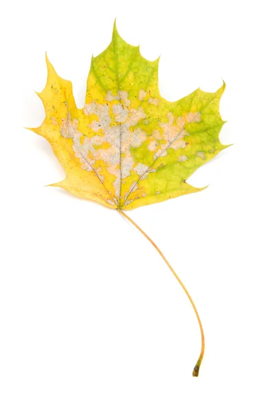 Осень - Мейпл Лифс - изолирован на белом — стоковое фото