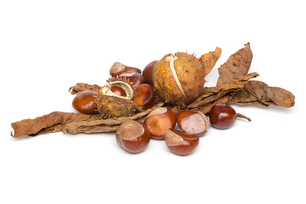 Autumn - Chestnuts - Still-Life with Leaves, on White Background — Stock Photo, Image