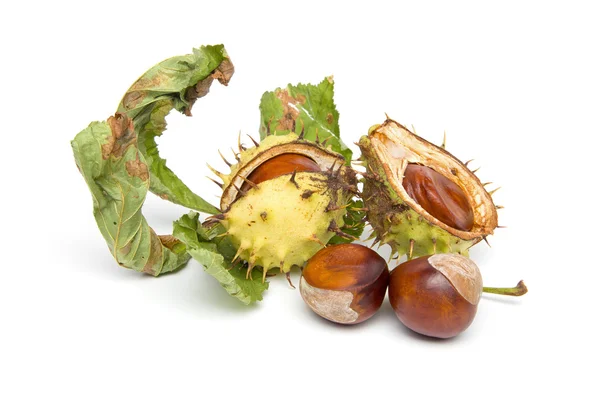 Autumn - Chestnuts - Still-Life with Hull, on White Background — Stock Photo, Image