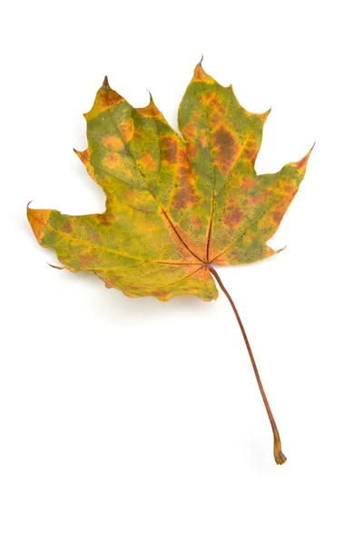 Осень - Мейпл Лифс - изолирован на белом — стоковое фото