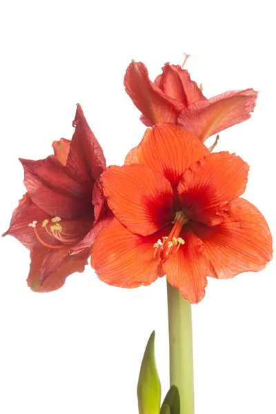 Красный цветок Amaryllis, несколько цветков, изолированные на белом — стоковое фото