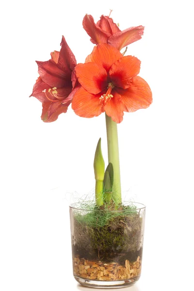 Rode amaryllis bloem, meerdere bloesems, geïsoleerd op wit — Stockfoto