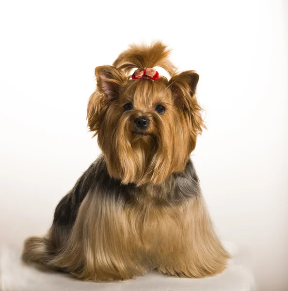 Yorkshire terrier devant fond blanc — Photo