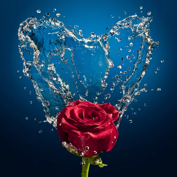 Splash and rose — Stock Photo, Image