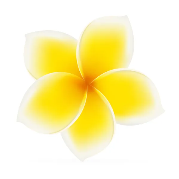 Frangipani aislado (plumeria). Flor amarilla asiática. Vector — Archivo Imágenes Vectoriales