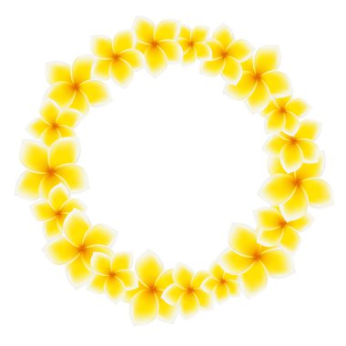 frangipani izole çelenk / plumeria