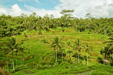 pirinç Teras bali Adası. Ubud tarım yeşil alanlar