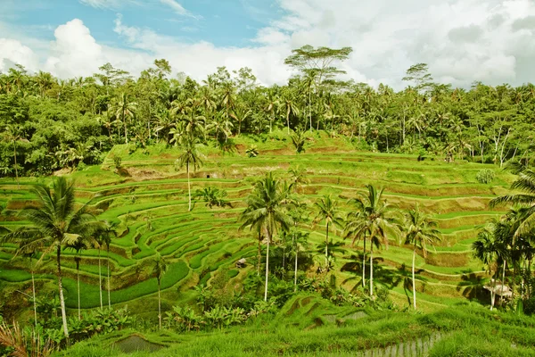 Terrasse de riz sur l'île de Bali. Champs verts de l'agriculture à Ubud — Photo
