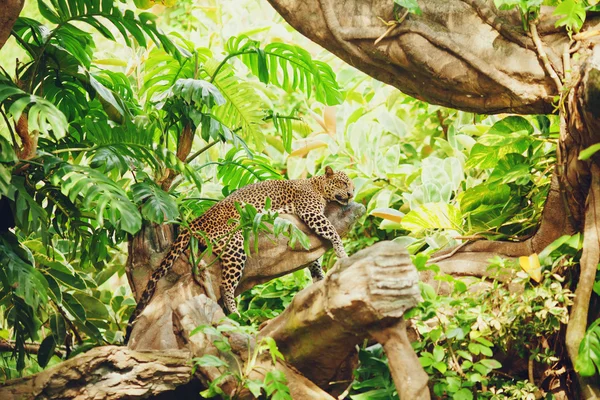 Leopardo deitado (dormindo) no galho da árvore — Fotografia de Stock