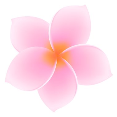 tropikal pembe plumeria, frangipani - izole Asya çiçeği. yaz tatili sembolü (hawaii, bali, Tayland vs.). vektör çizim