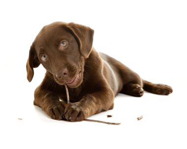 çok güzel çikolata laboratuvar köpek yavrusu