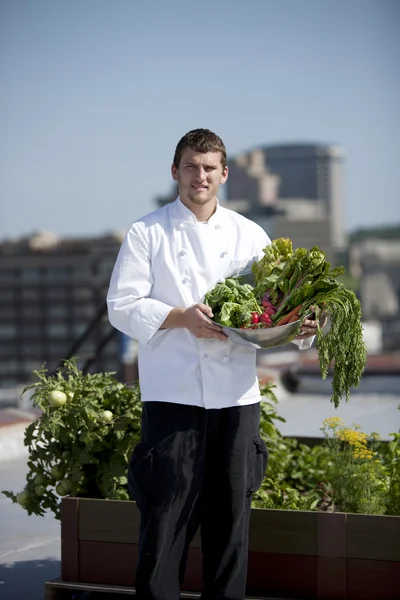 Chef harvests herbs from urban restaurant rooftop — Stock Photo, Image