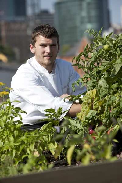 Chef cosecha hierbas de la azotea de un restaurante urbano — Foto de Stock