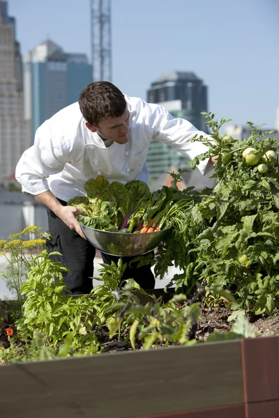 Chef harvests herbs from urban restaurant rooftop — Stock Photo, Image