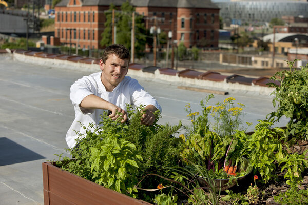 Chef harvests herbs from urban restaurant rooftop