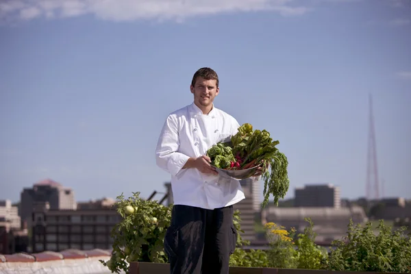 Chef récolte des herbes de toit restaurant urbain Photos De Stock Libres De Droits