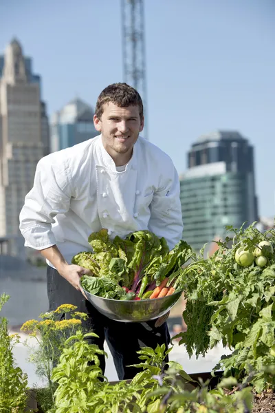 Koch erntet Kräuter vom städtischen Restaurantdach Stockbild