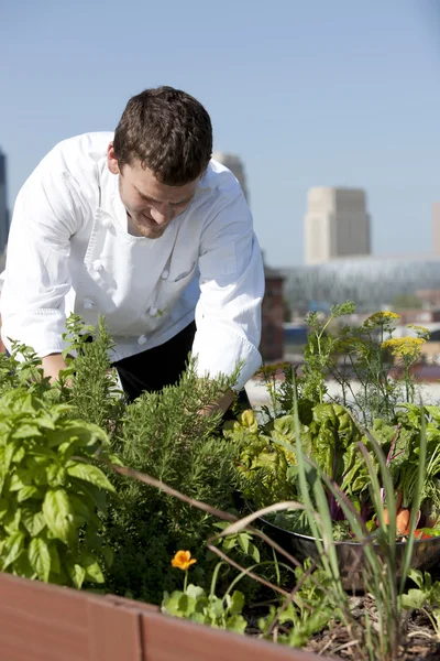Chef raccoglie erbe dal tetto del ristorante urbano Immagini Stock Royalty Free