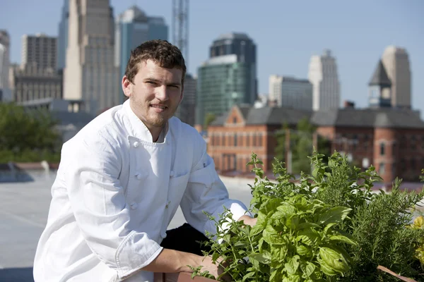 Chef raccoglie erbe dal tetto del ristorante urbano Immagine Stock