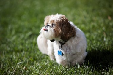 Shih tzu çim açık havada zamanında zevk
