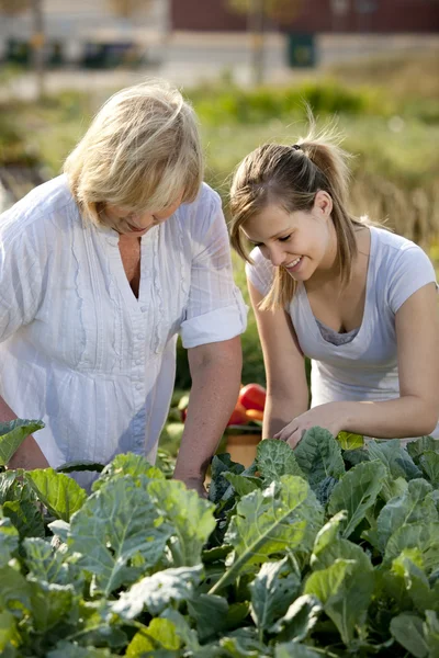 Jardinería. Caucásico madre y adolescente hija recogiendo verduras —  Fotos de Stock