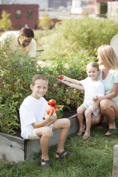 Jardinería. Caucásico familia recogiendo verduras juntos —  Fotos de Stock